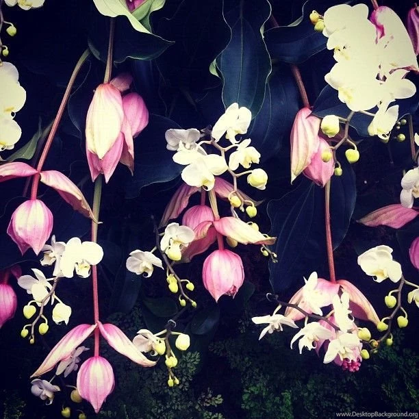Wallpapers Wishlist: Gorgeous Pattern And Prints. Orchids Create A ...