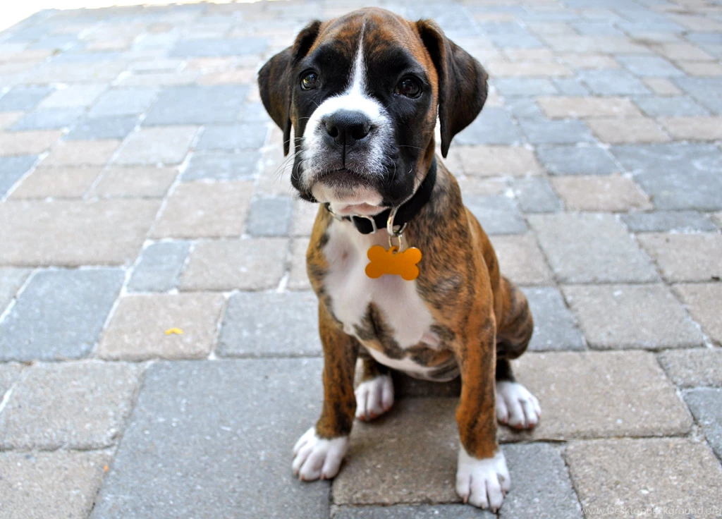 Boxer