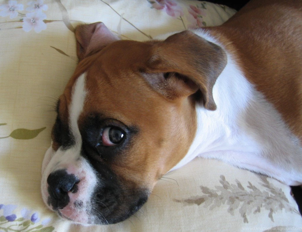 Boxer Puppy Image 12 Cool Hd Wallpapers DogBreedsWallpapers.com