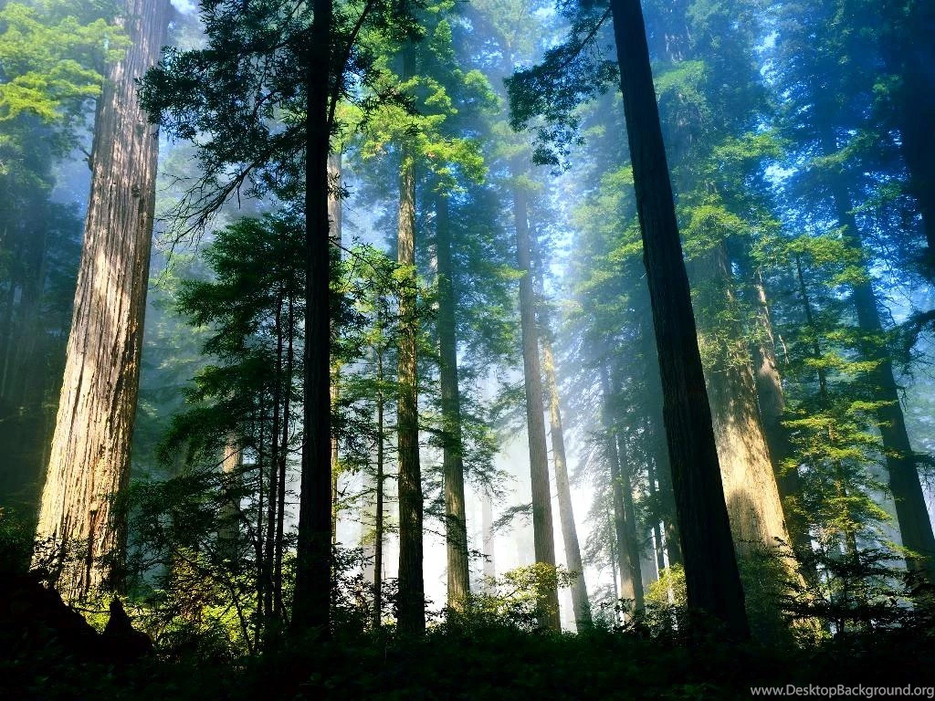 Forest Is The Ultimate Sustainable Cooperative Community