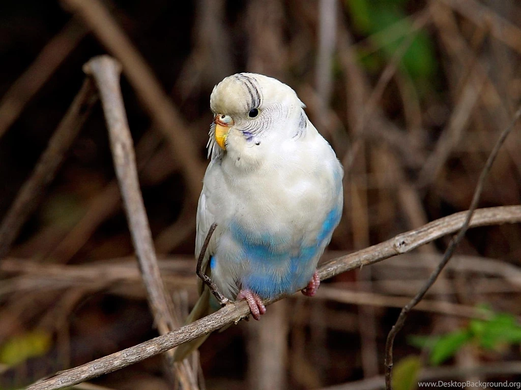 Parakeet Wallpapers Wallpapers Cave
