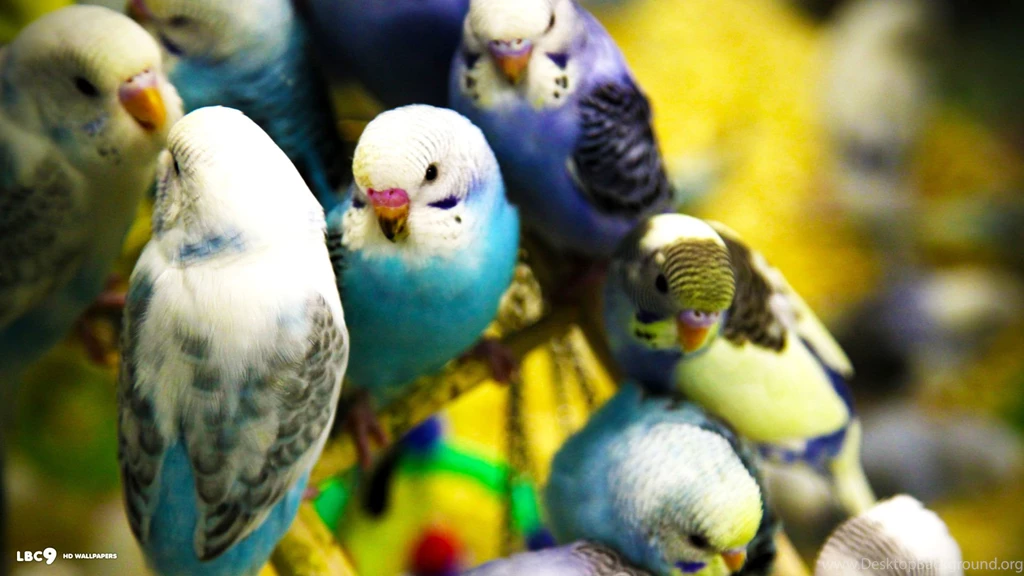 Budgie Wallpapers 33/42