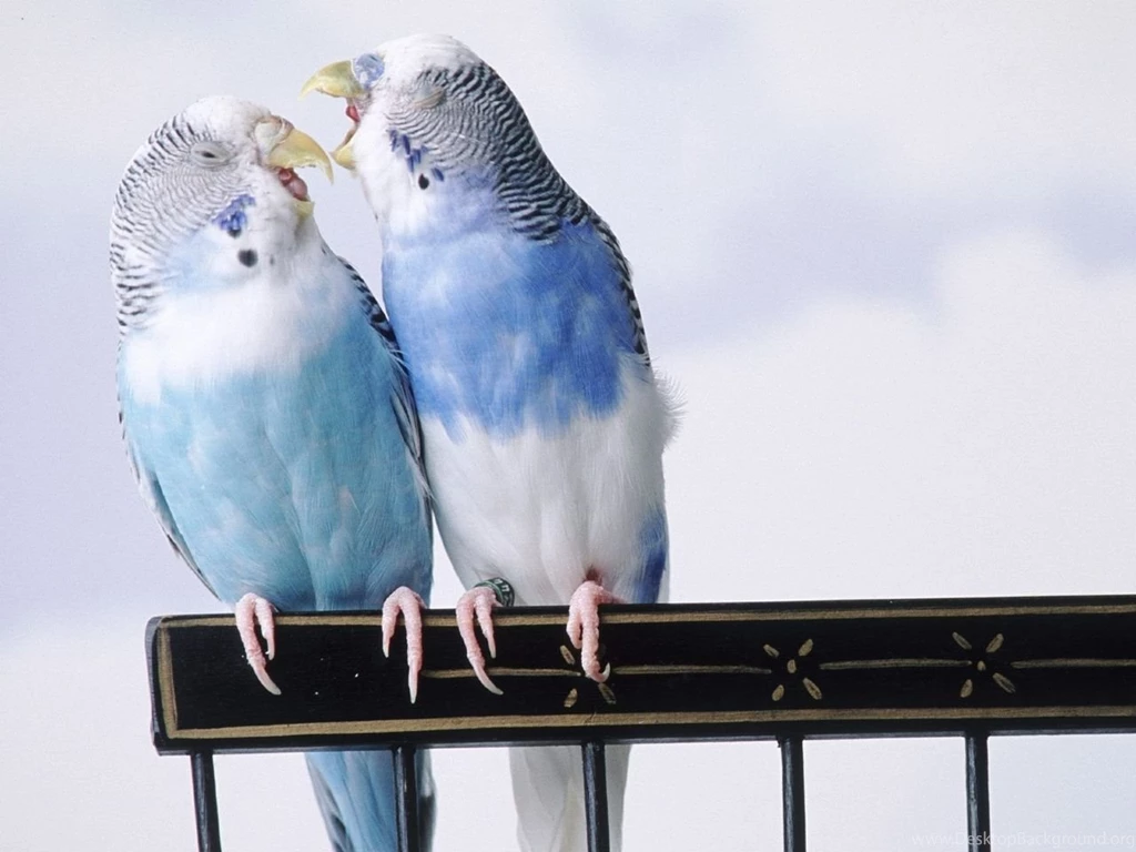 Animals: Cantankerous Parakeets, Desktop Wallpapers Nr. 40993