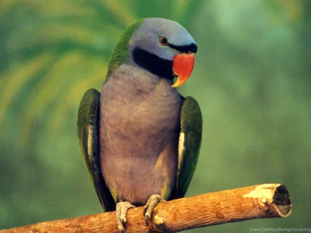 Free Parakeet Wallpapers Download Animals Town