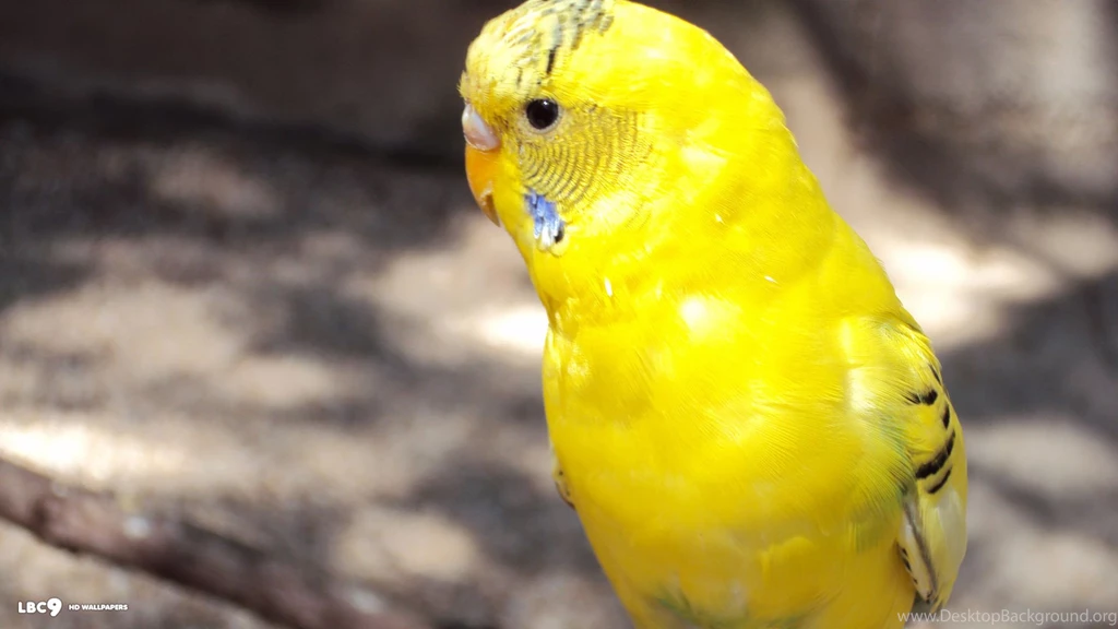 Budgie Wallpapers 41/42