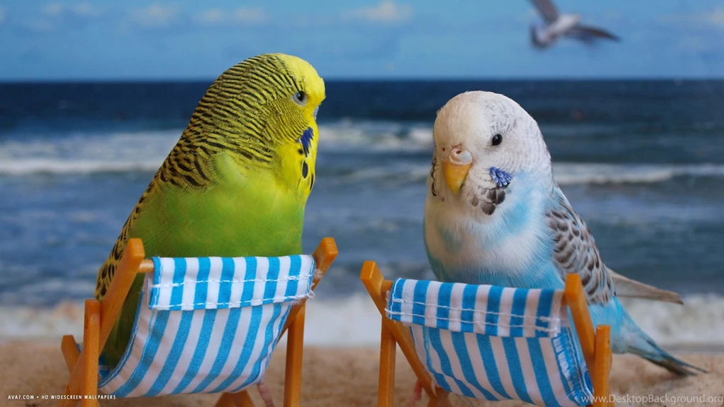 Parakeet Budgie Parrot Bird Tropical (23) Wallpapers