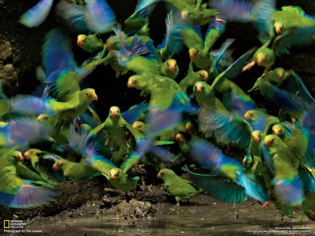 Parakeet Picture Bird Wallpapers National Geographic Photo Of