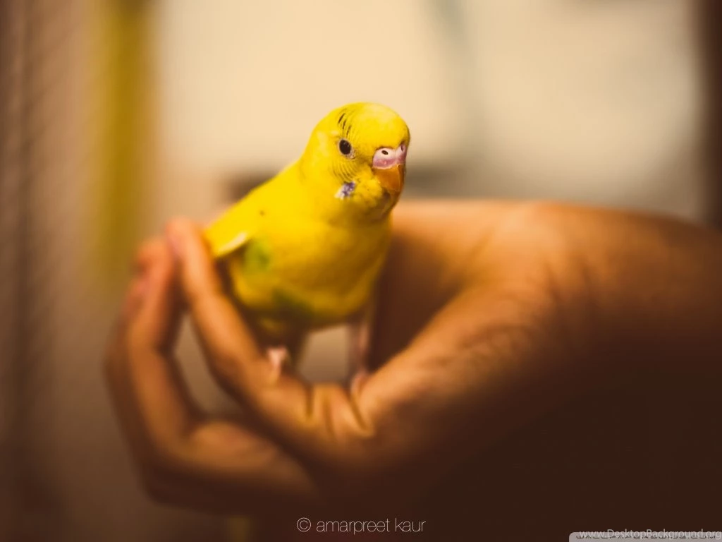 Parakeet HD Desktop Wallpapers : Widescreen : High Definition ...