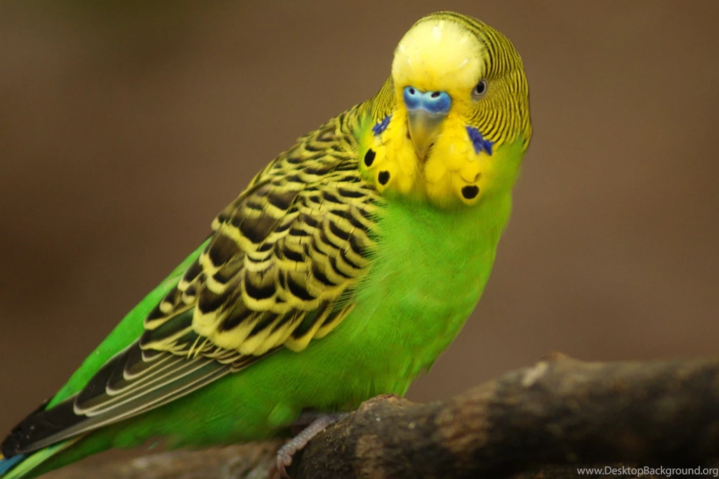 Parakeet Budgie Parrot Bird Tropical (58) Wallpapers