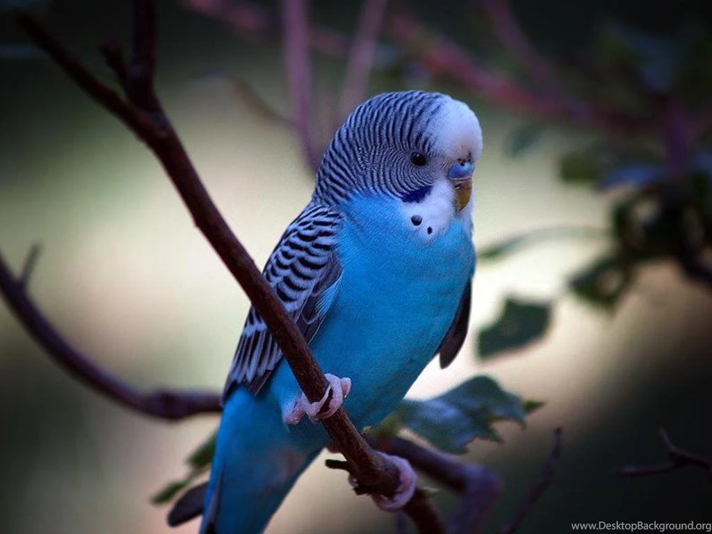 Parakeet Bird Images