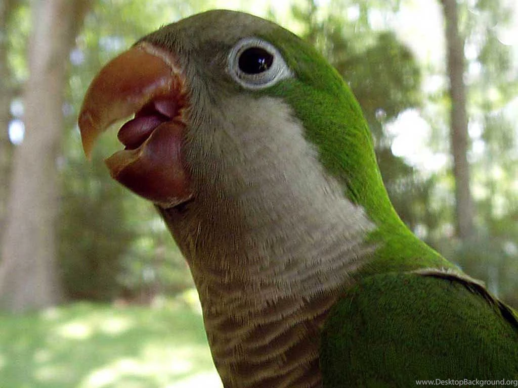 Parakeet Wallpapers Animals Town
