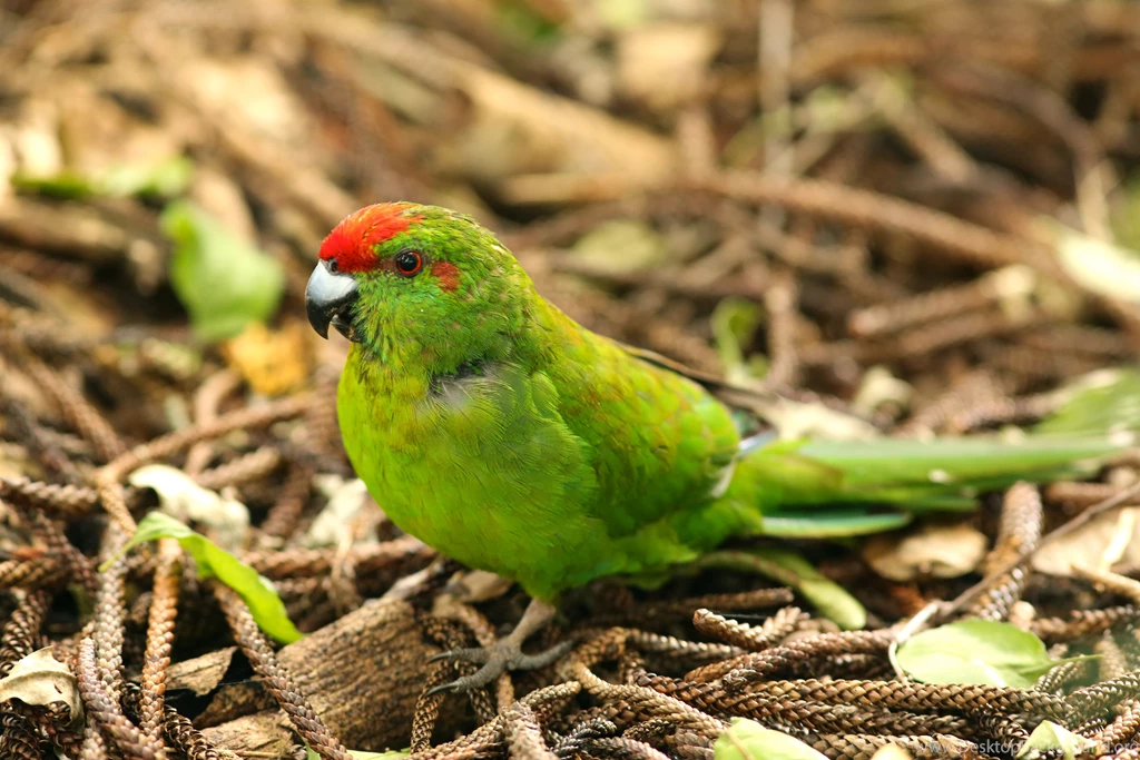 Parakeet Budgie Parrot Bird Tropical (46) Wallpapers