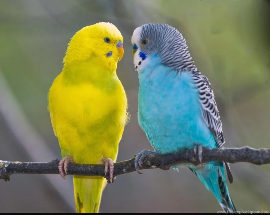 YELLOW BLUE PARAKEET Feathers Parakeets Pet Bird Budgerigars ...