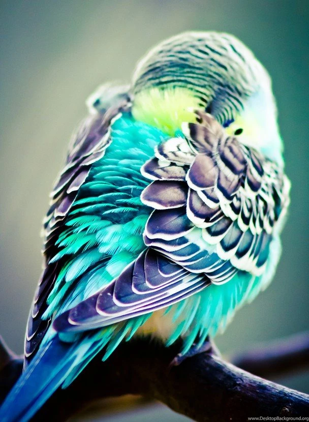 Parakeet National Geographic Photo Contest 2012 National ...