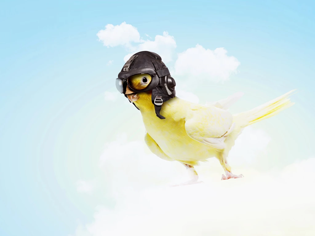 Sky Helmet Animals Humor Parrot Parakeet Wallpapers