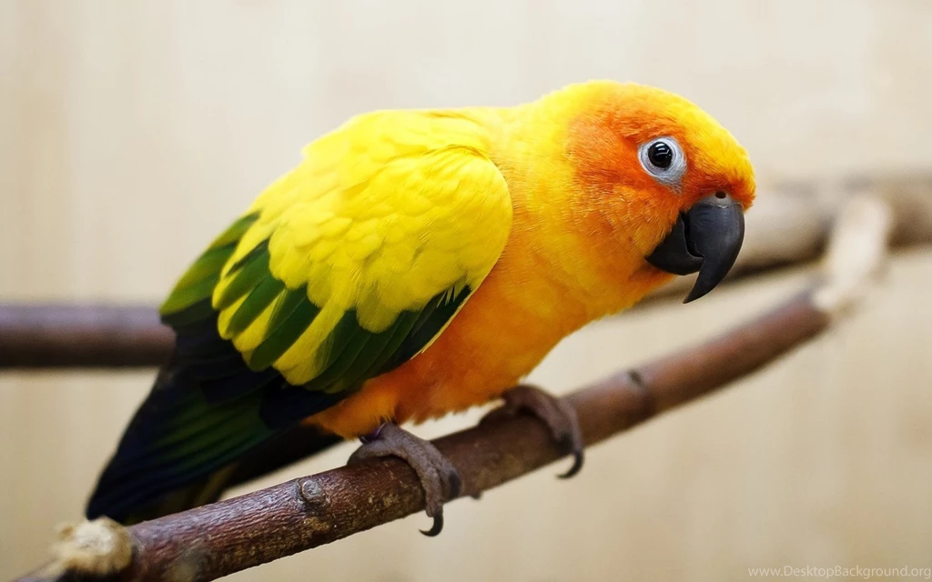 Parakeet Computer Wallpapers, Desktop Backgrounds