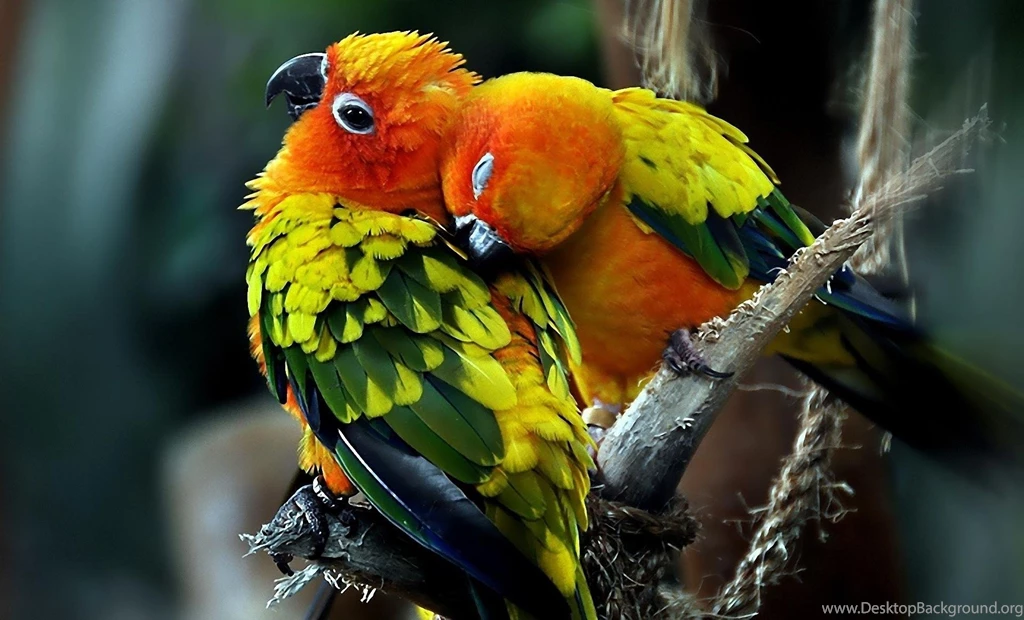 Cute Parrots >> HD Wallpaper, Get It Now!