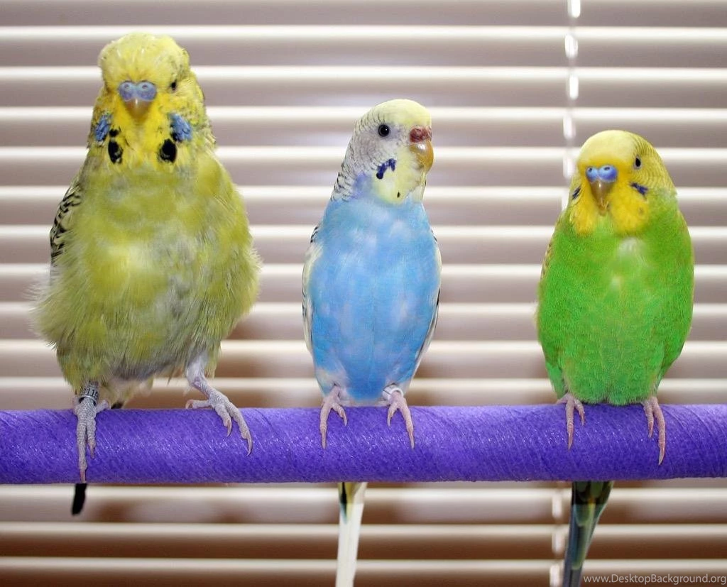 Cute Parakeets Wallpapers Android Apps On Google Play