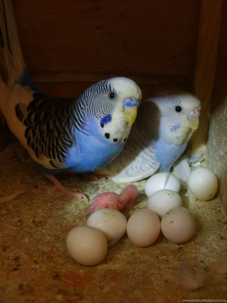 Parakeet DeviantArt