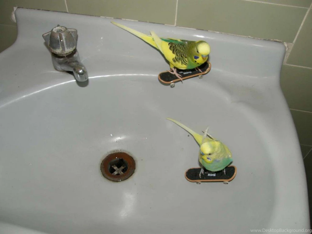 Parakeet