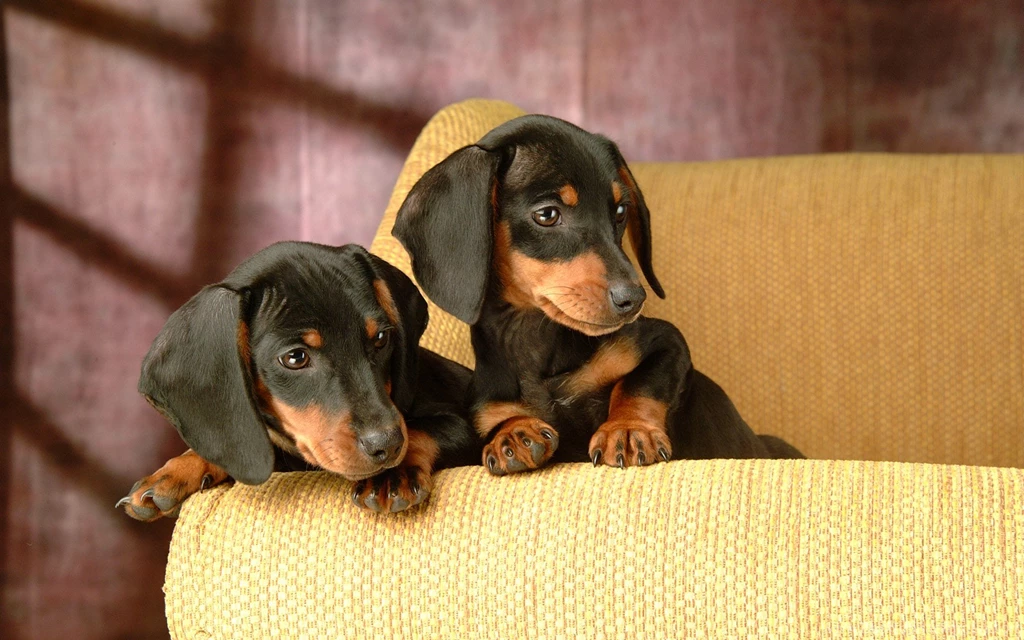 Dachshund Computer Wallpapers, Desktop Backgrounds