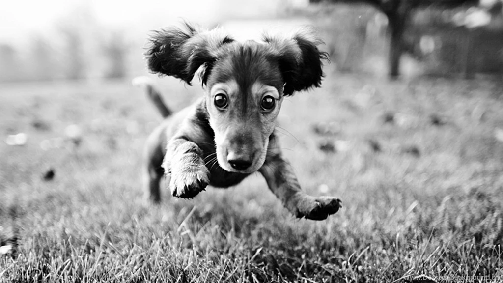 Wallpapers Dashing Dachshund 1920x1080