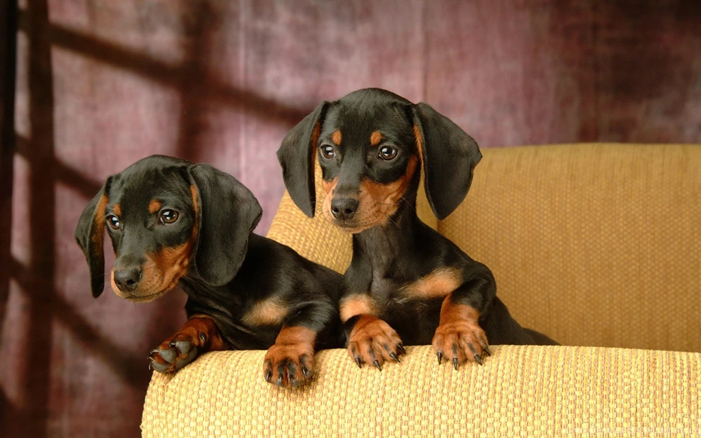 Dachshund Wallpapers 18 High Resolution Wallpapers ...