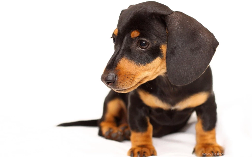 Black Dachshund Pup Photo Images Pictures Wallpapers PetPictures