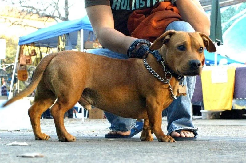 Daschund And Pitbull Mix 3 Free Wallpapers DogBreedsWallpapers.com