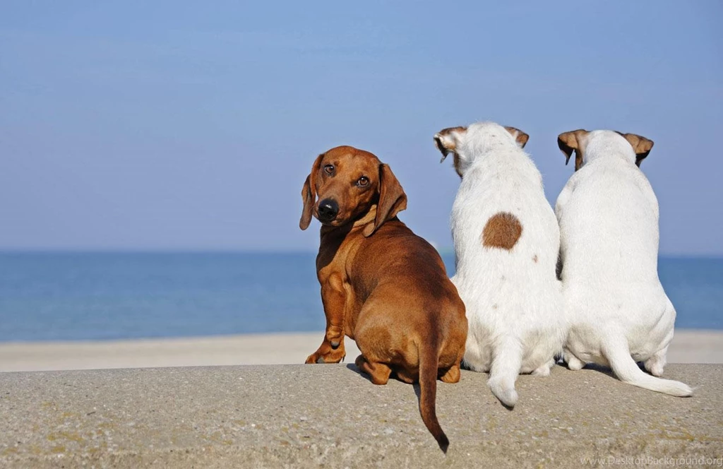 ALWAYS CURIOUS DACHSHUND WALLPAPER (
