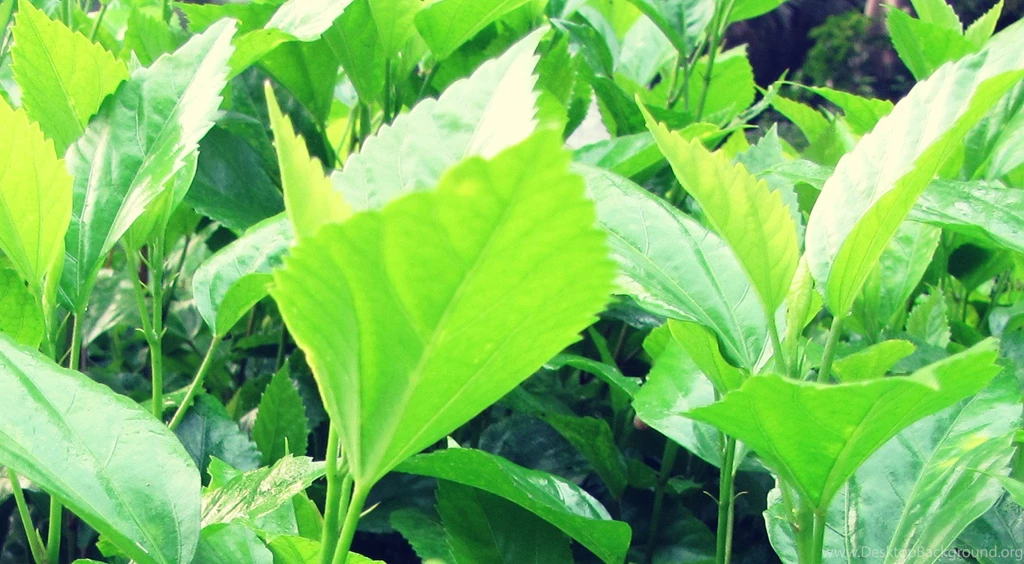 Pure Green Nature Wallpapers Widescreen Hd, Without Eiditing ...