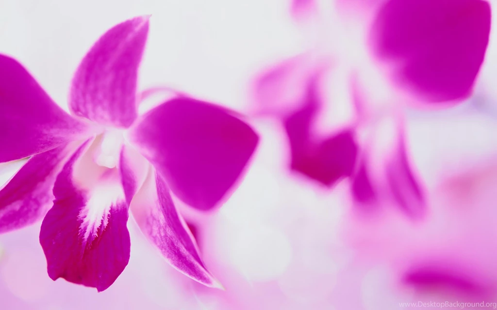 Flowers Pics For Desktop Backgrounds