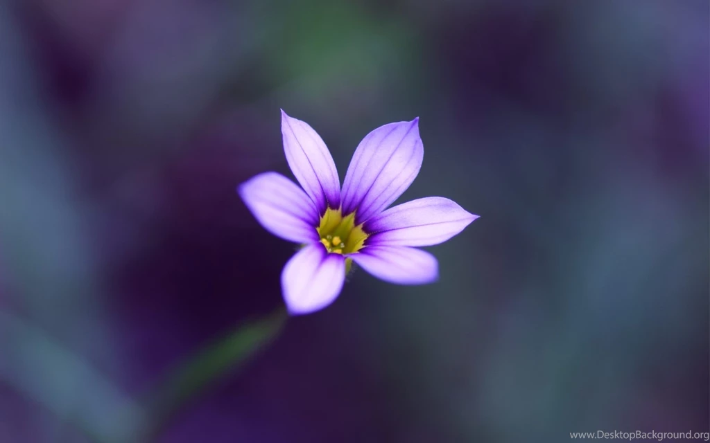 Single Flower Beauty HD Wallpapers For Desktop & Mobile
