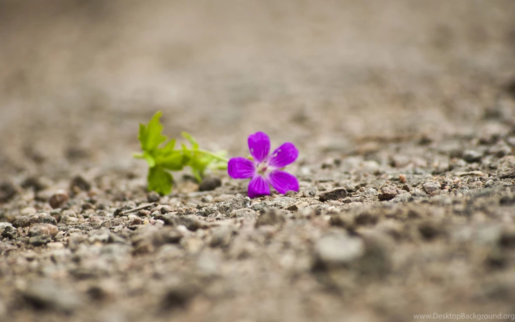 Single Flower Wallpapers Wallpapers Cave