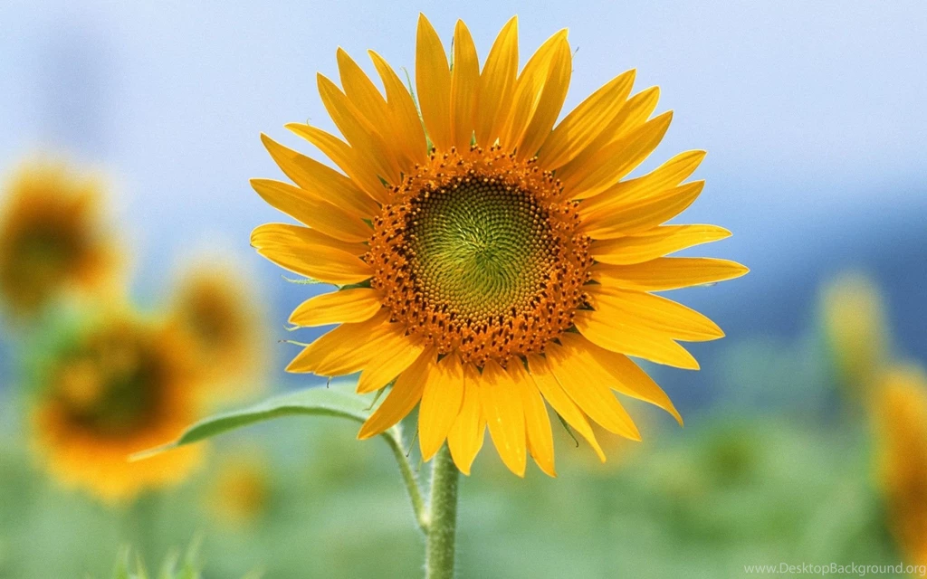 Single Flower Wallpapers Wallpapers Cave