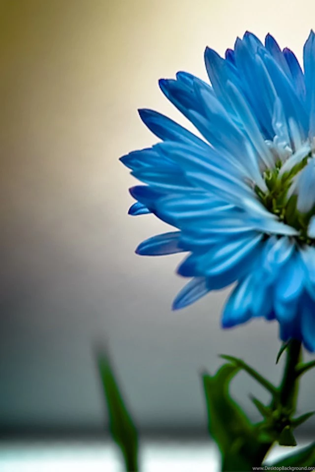 Single Blue Flower