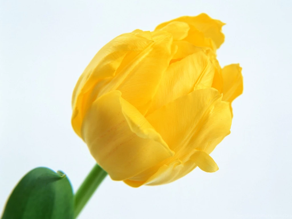 Single Flower Pictures HD Wallpapers Pretty