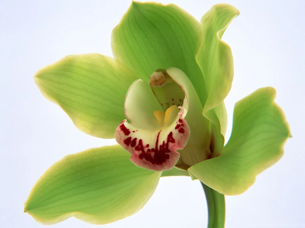 Single Flower Pictures HD Wallpapers Pretty