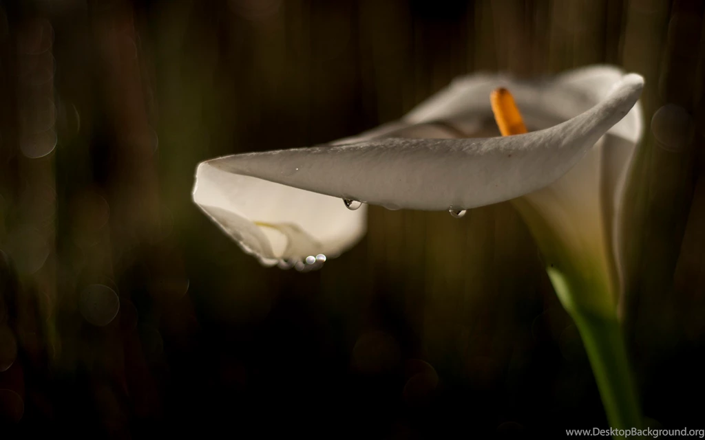 2012 Mother's Day Beautiful Flower Single Lilie Wallpapers HD ...