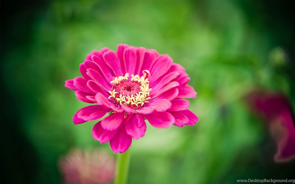 Single Red Flower Ultra HD Wallpapers For Desktop & Mobile