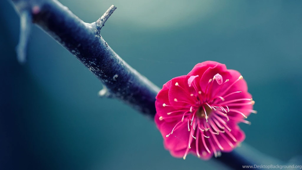 Peach Flowers Wallpapers 880652
