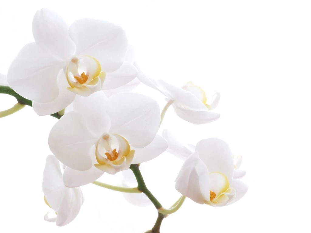 Single Flower White Backgrounds