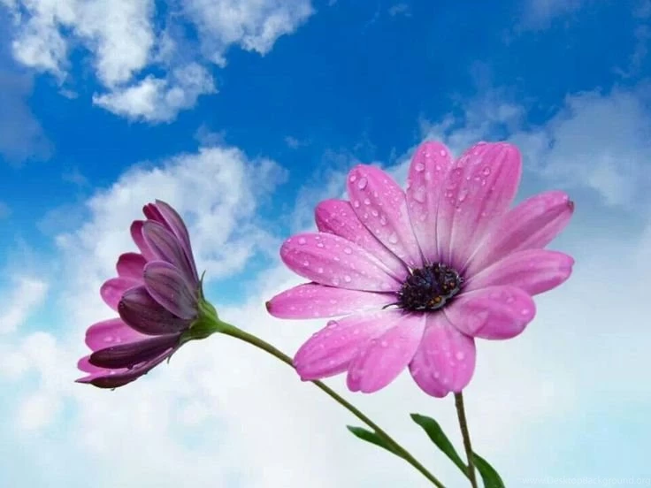 If We Could See The Miracle Of A Single Flower Clearly Our Whole ...