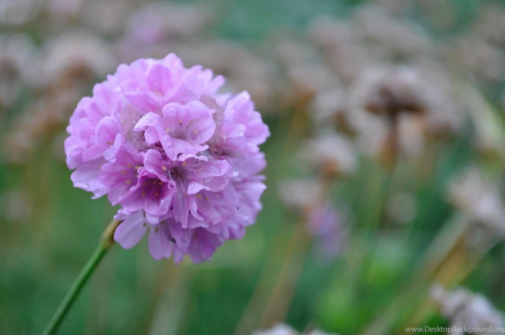 PURPLE FLOWER WALLPAPER (
