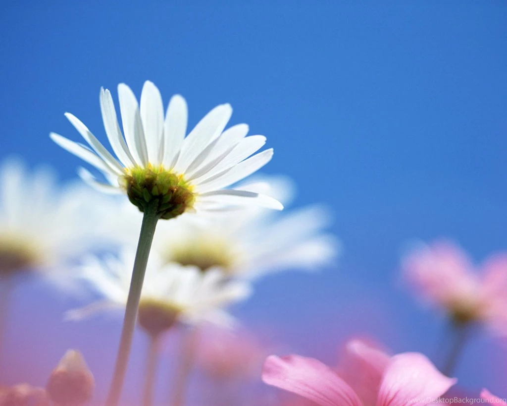 Single White Flower