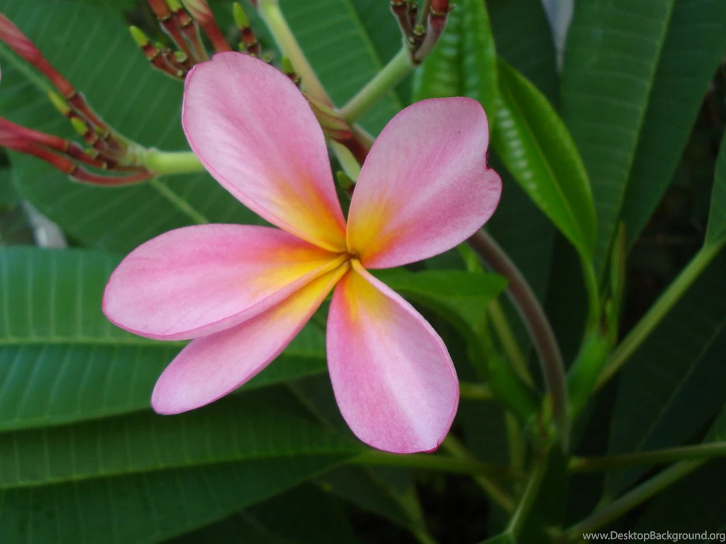 Pink Plumeria Wallpapers