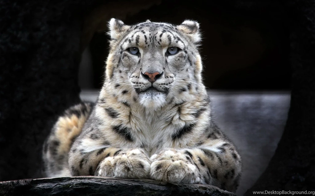 Snow Leopard Desktop Backgrounds Wallpapers 8224 Amazing Wallpaperz