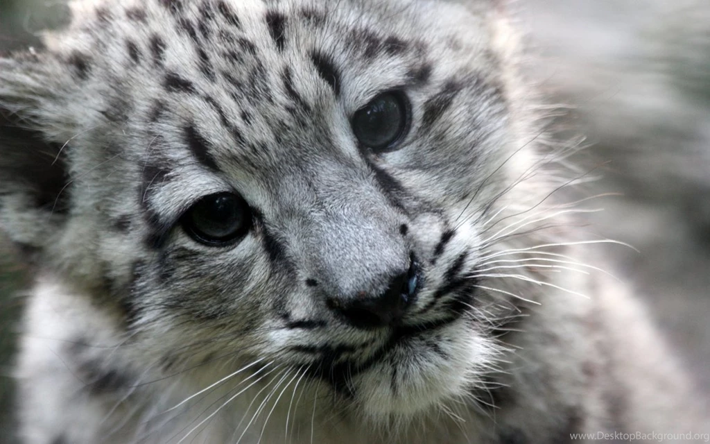 Snow Leopard Widescreen Desktop Wallpapers 8227 Amazing Wallpaperz