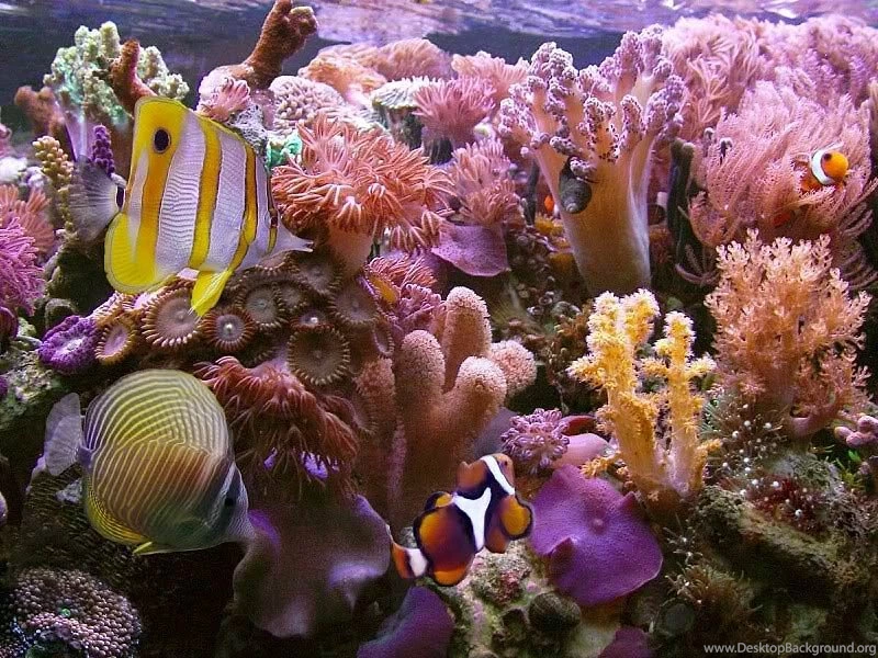 Coral Wallpapers Animals Town