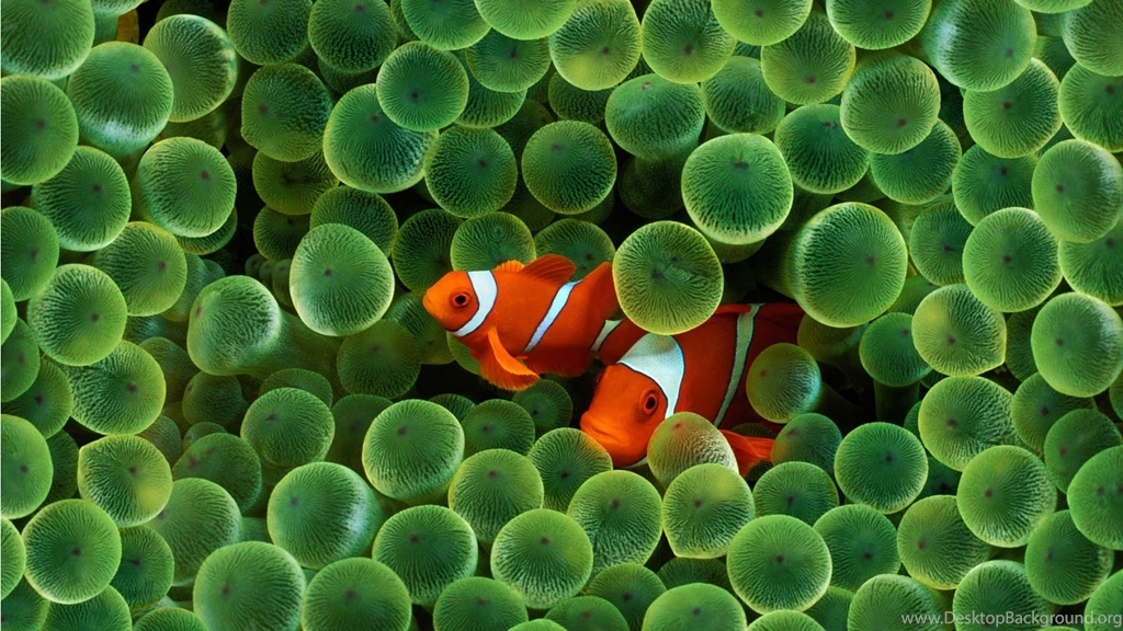 Fish Coral Clownfish Underwater : Desktop And Mobile Wallpapers ...